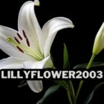 Lillyflower 2003 So Popular?