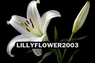 Lillyflower 2003 So Popular?