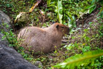 5 Tips to Keep Your Home Safe From Wild Animal Intruders