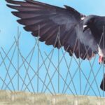 Dubai’s Bird Spikes Initiative: A Case Study in Urban Planning