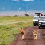 Safari Adventures in Masai Mara Africa