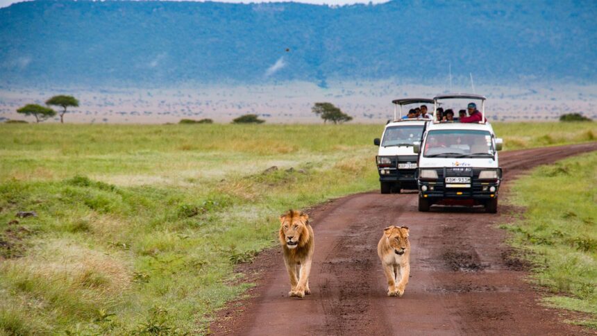 Safari Adventures in Masai Mara Africa