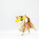 Unleash the Fun: Interactive Adventures for Your Pup With Exciting Dog Toys