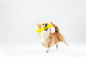 Unleash the Fun: Interactive Adventures for Your Pup With Exciting Dog Toys