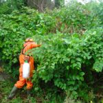 Understanding the Threat: Japanese Knotweed and Its Impact on UK Properties