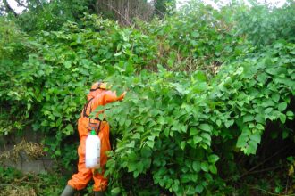 Understanding the Threat: Japanese Knotweed and Its Impact on UK Properties