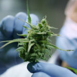 We Explore Medical Cannabis at a Molecular Level