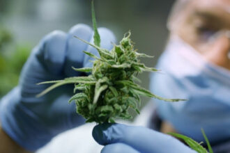 We Explore Medical Cannabis at a Molecular Level