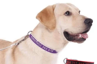 What Makes Custom Dog Collars a Perfect Choice for Every Dog?