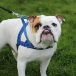 Discover The Role Of English Bulldog Harness For Your Pet's Training