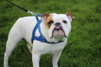 Discover The Role Of English Bulldog Harness For Your Pet's Training