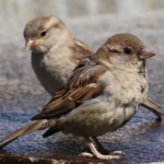 pest control and bird roofing