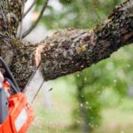 Hiring Expert Tree Removal Services