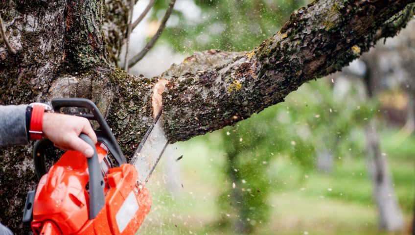 Hiring Expert Tree Removal Services