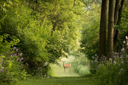 Upgrade Your Environment With Tree Removal in Castleton Park