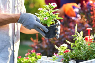 Healthy Garden