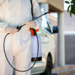 The Dangers of Delaying Emergency Pest Control and How to Take Immediate Action