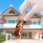 Understanding the Behavior and Control of Common Household Pests