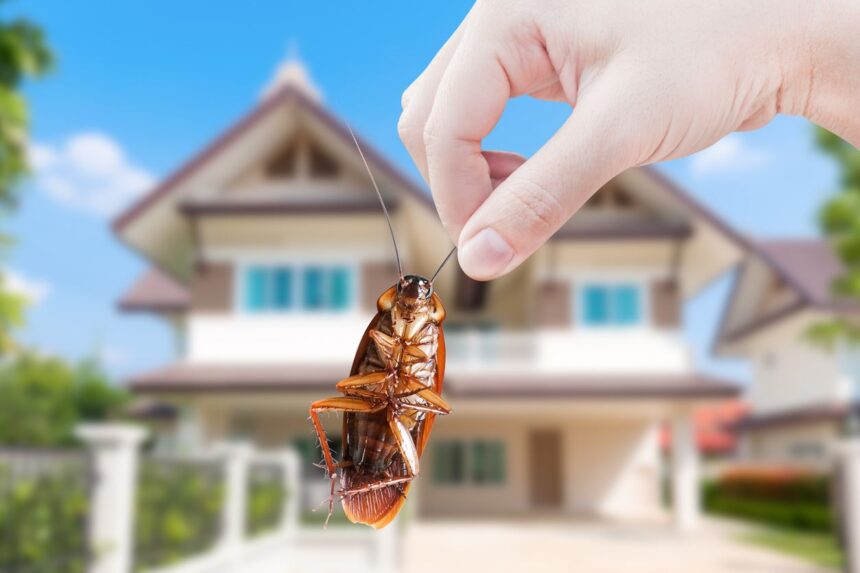 Understanding the Behavior and Control of Common Household Pests