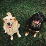 Understanding Dog Vitamins and Minerals