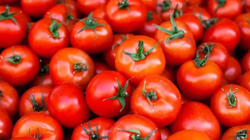 What Are the Benefits of Eating rotten tomatoes?