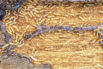 Why Does Wood Become Damaged Like Wood?