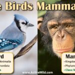 A Comprehensive Guide to are birds mammals