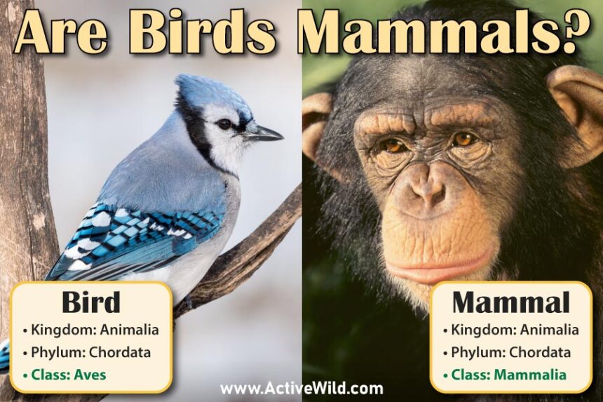 A Comprehensive Guide to are birds mammals