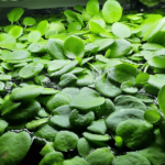 Who Uses Amazon Frogbit Water Parameters?