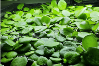 Who Uses Amazon Frogbit Water Parameters?