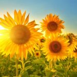 A Beginner's Guide to Sunflower Lecithin