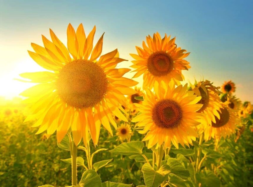 A Beginner's Guide to Sunflower Lecithin