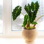 A Guide to the Best of Alocasia Amazonica