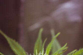 5 Useful Tips for Cannabis Gardening