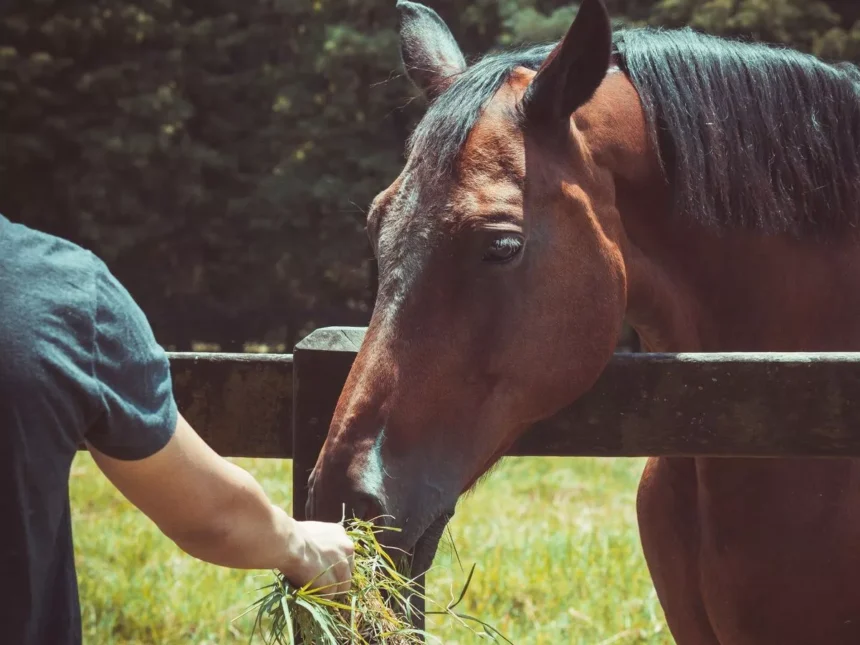 Equine Data Experts Broaden Their Global Reach