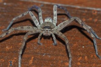 How to Identify a Crab Spider