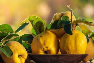 What Are the Benefits of Eating Quince Fruit?