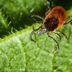 How to Protect Your Yard from Ticks and Mosquitoes: Practical Tips for a Pest-Free Outdoor Space