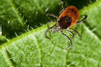 How to Protect Your Yard from Ticks and Mosquitoes: Practical Tips for a Pest-Free Outdoor Space