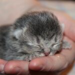 Baby:po7rqszg-9y= Cat: How to Introduce Your Baby and Cat for a Peaceful Home