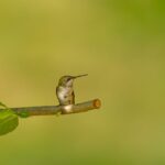 Hancock Bird: An Insight into Its Role in the Ecosystem