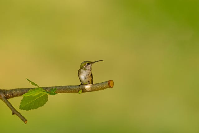 Hancock Bird: An Insight into Its Role in the Ecosystem