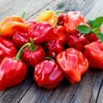 habanero