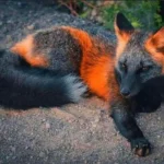 cross fox