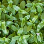 wandering jew