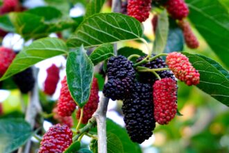 mulberry tree