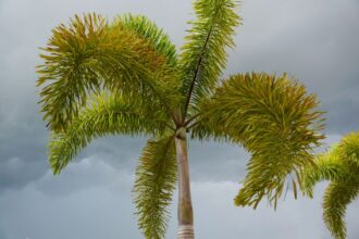 foxtail palm