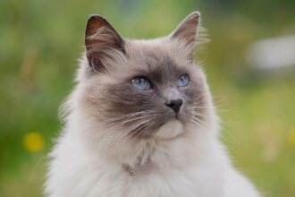 ragdoll kittens