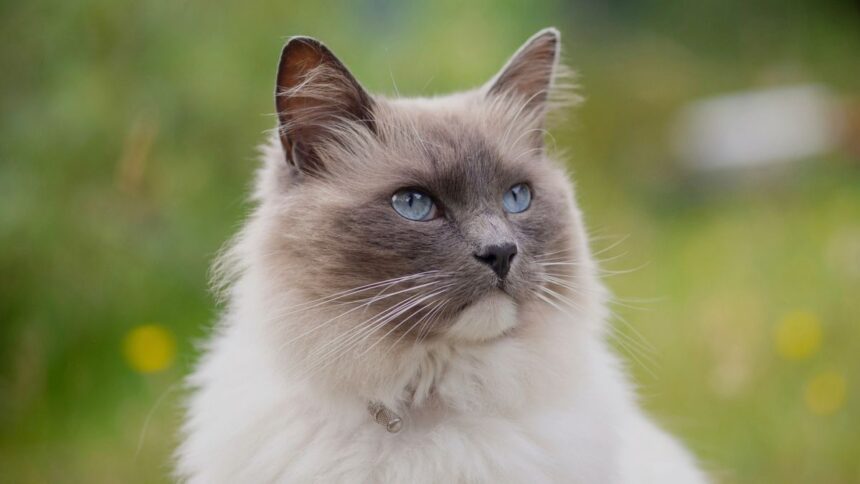 ragdoll kittens