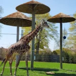 racine zoo